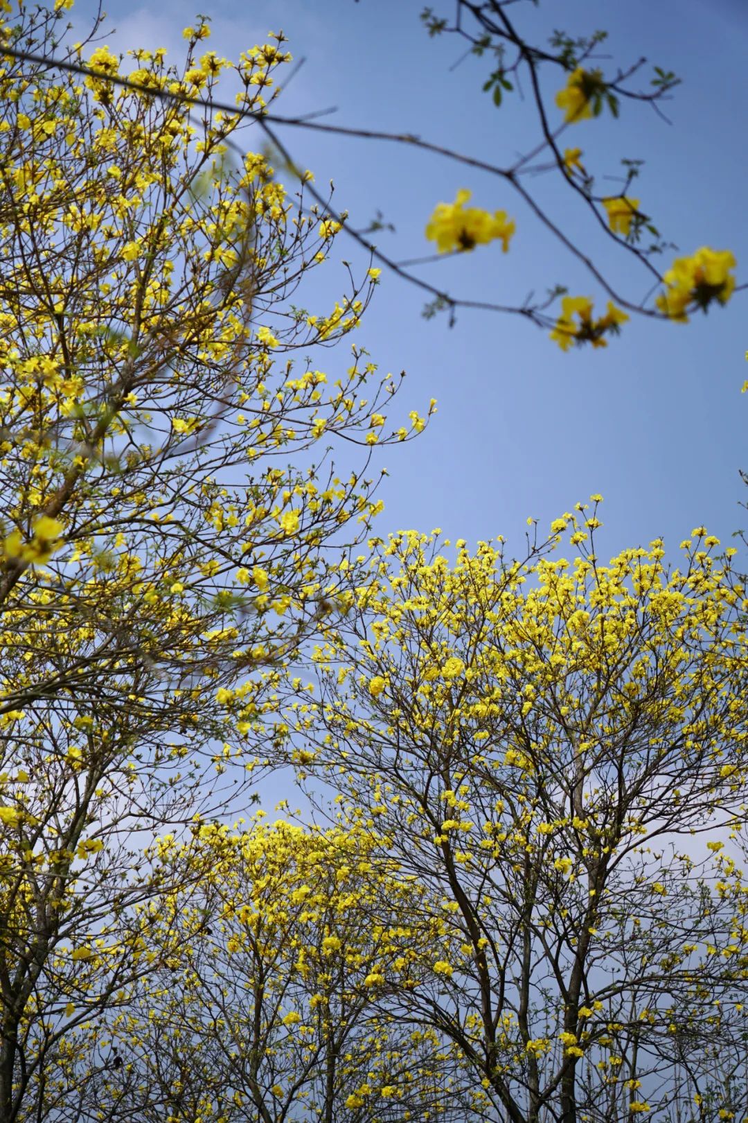 提前盛开！成都市区这个被偏爱的宝藏地又上新，即将刷爆全网