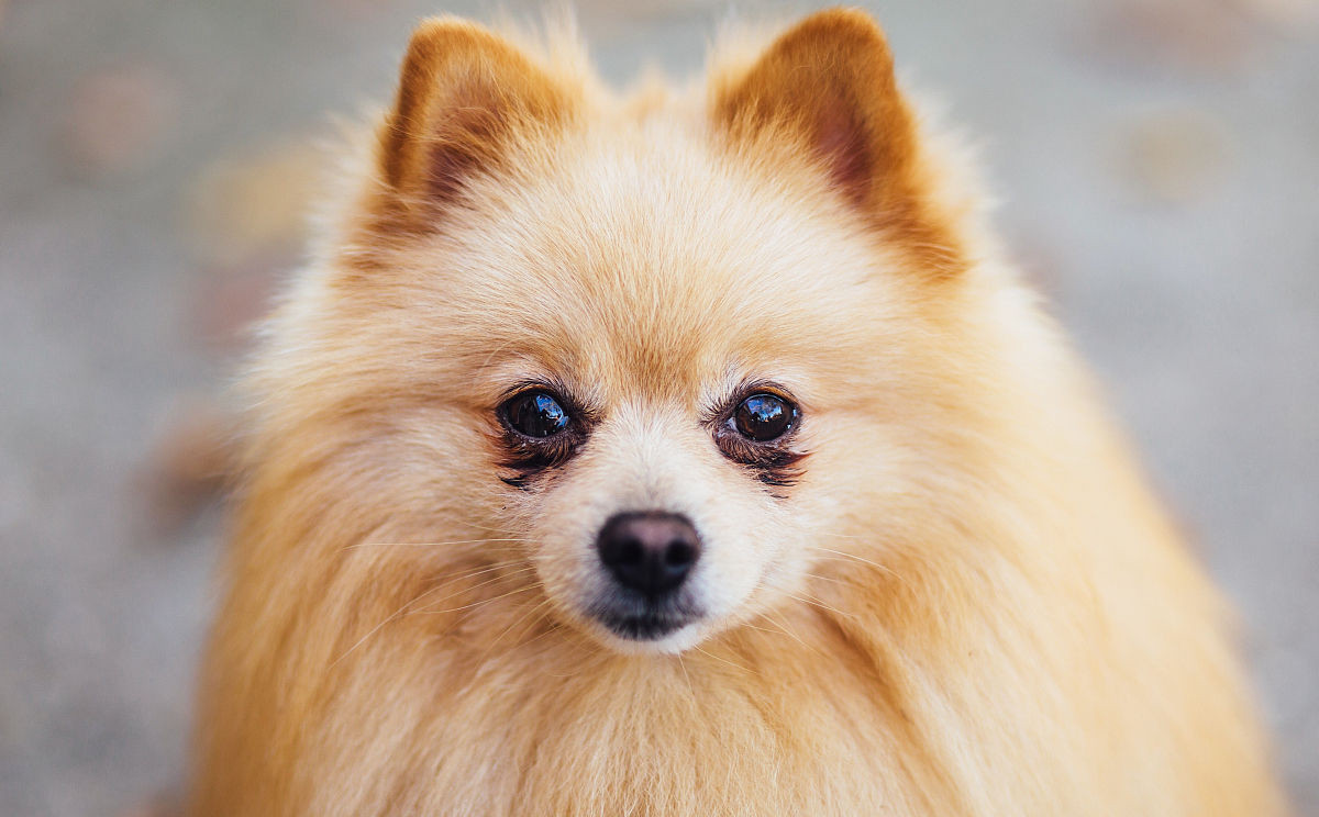 狗狗眼屎多泪痕发红什么原因,狗狗有泪痕是什么原因引起来的