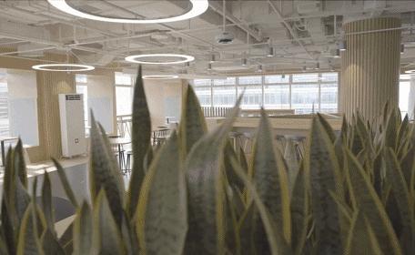 办公室必买的绿植,适合办公室的大型绿植大全