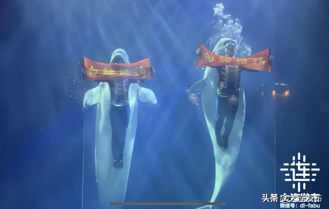 大连旅游景点春节优惠活动,春节期间大连景区的特惠活动