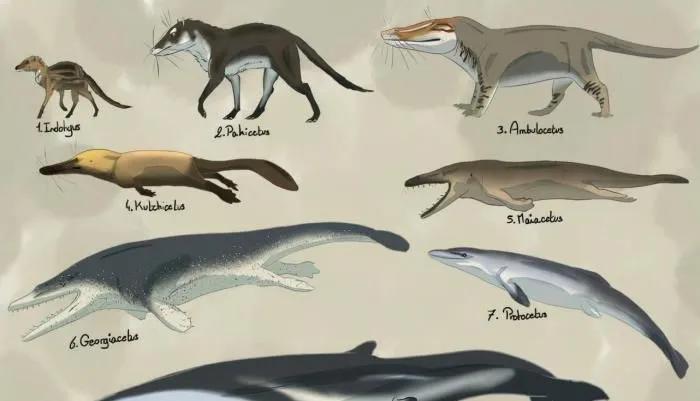 人类的祖先鱼类两栖类生物名字,为什么人类的祖先是鱼呢