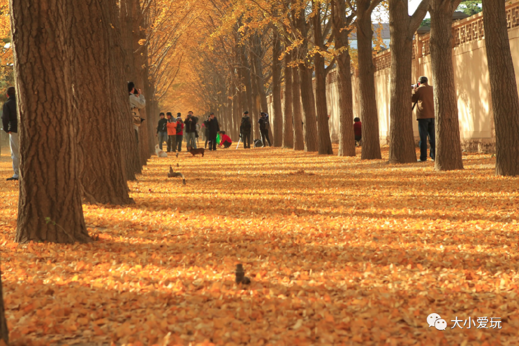 银杏最美的地方,这九个美丽的地方你想去看看吗