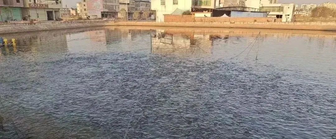 鱼塘寄生虫杀灭方法,鱼塘寄生虫病防治