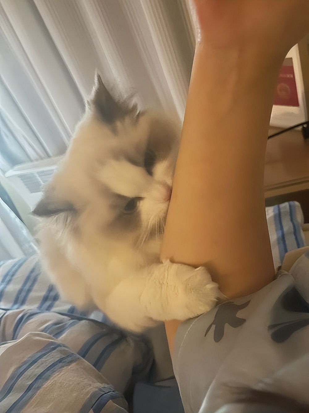 猫咪突然攻击人怎么处理,怎么训练猫咪不咬人不抓人