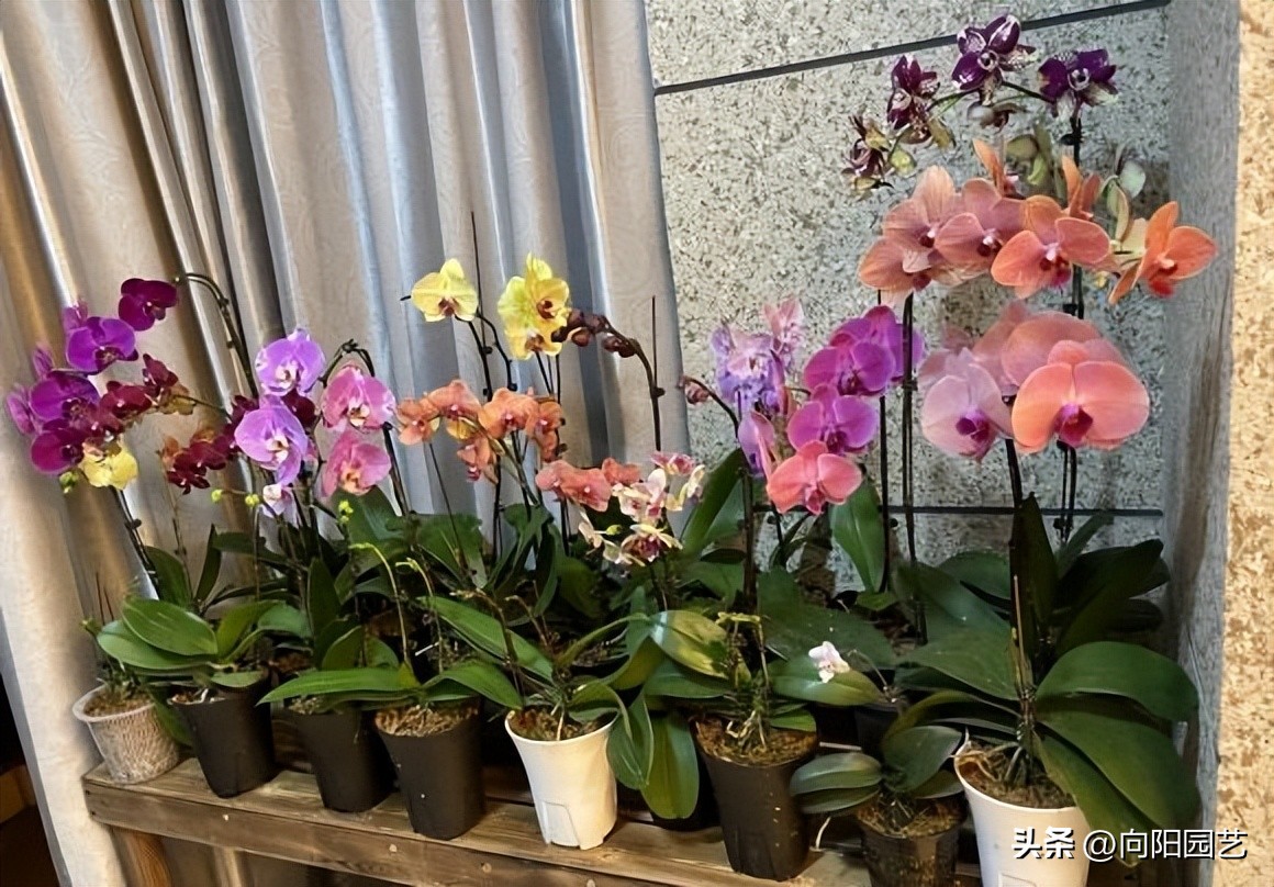 蝴蝶兰现在在市场上卖多少钱一盆,蝴蝶兰多少钱一盆哪里有卖