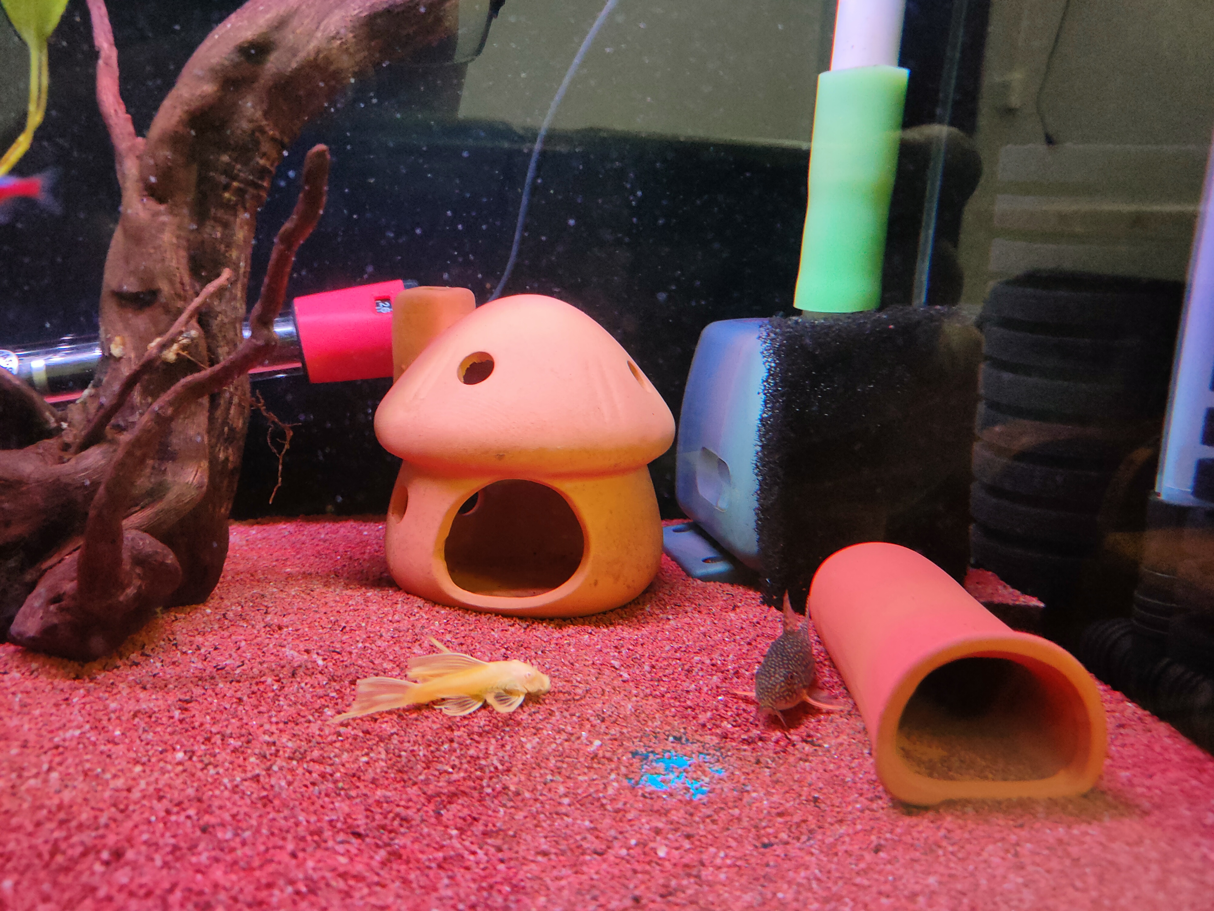 鱼缸水泵防吸鱼,鱼缸水泵口吸小鱼怎么办