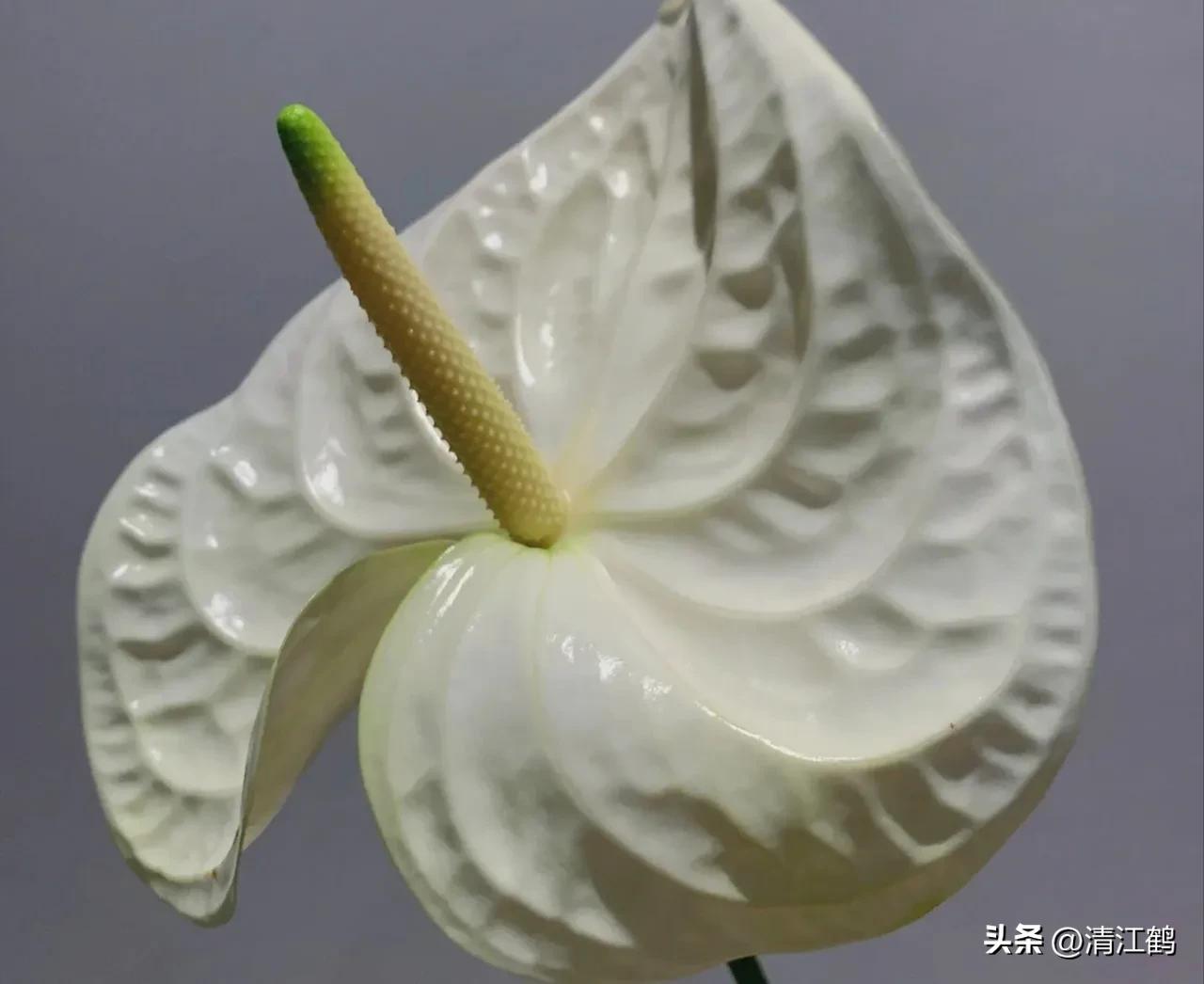 白鹤芋不开花别急着扔,“5步骤”矫正养护,叶子油绿花开不断