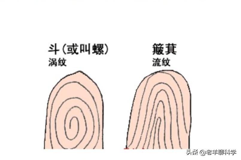 断掌纹有科学依据吗,男子一只手纹断掌好吗