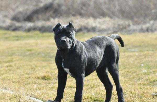 鬼吹灯张三链子人物关系图,鬼吹灯中哪里提到了张三链子