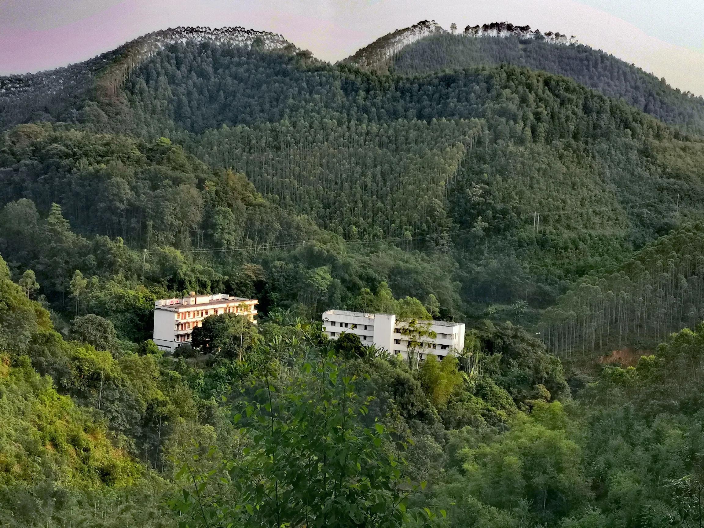 探秘原始森林的真实过程,揭露森林背后的真相