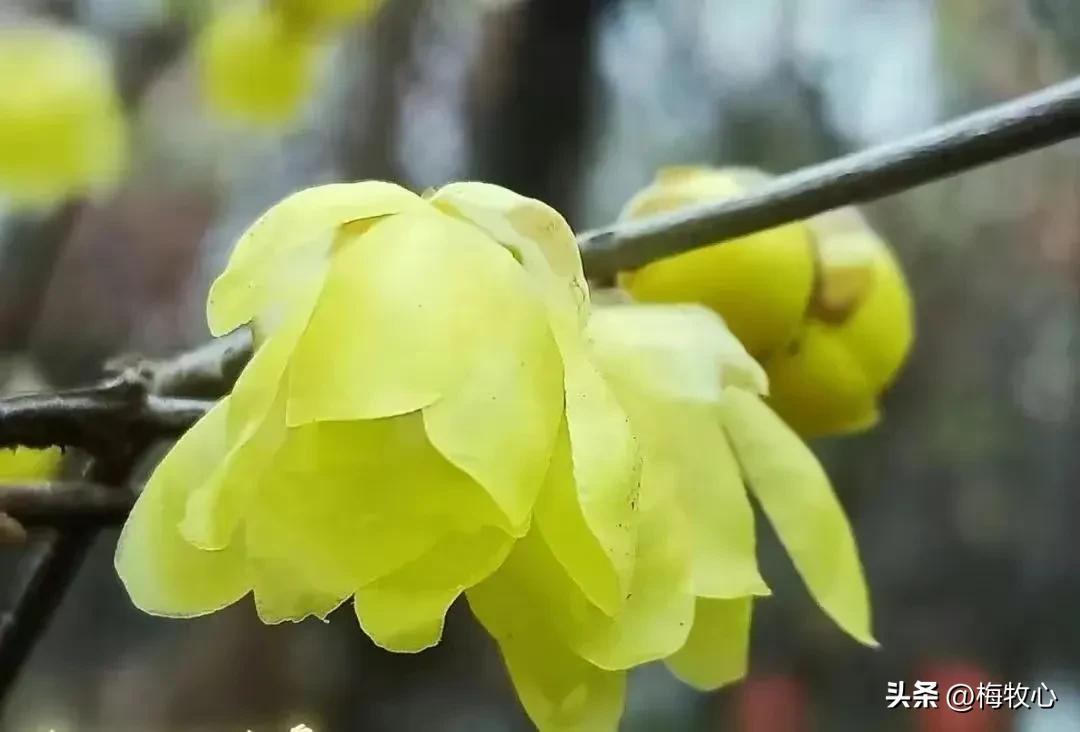 五言律诗咏梅五首,咏梅的最佳诗词七律