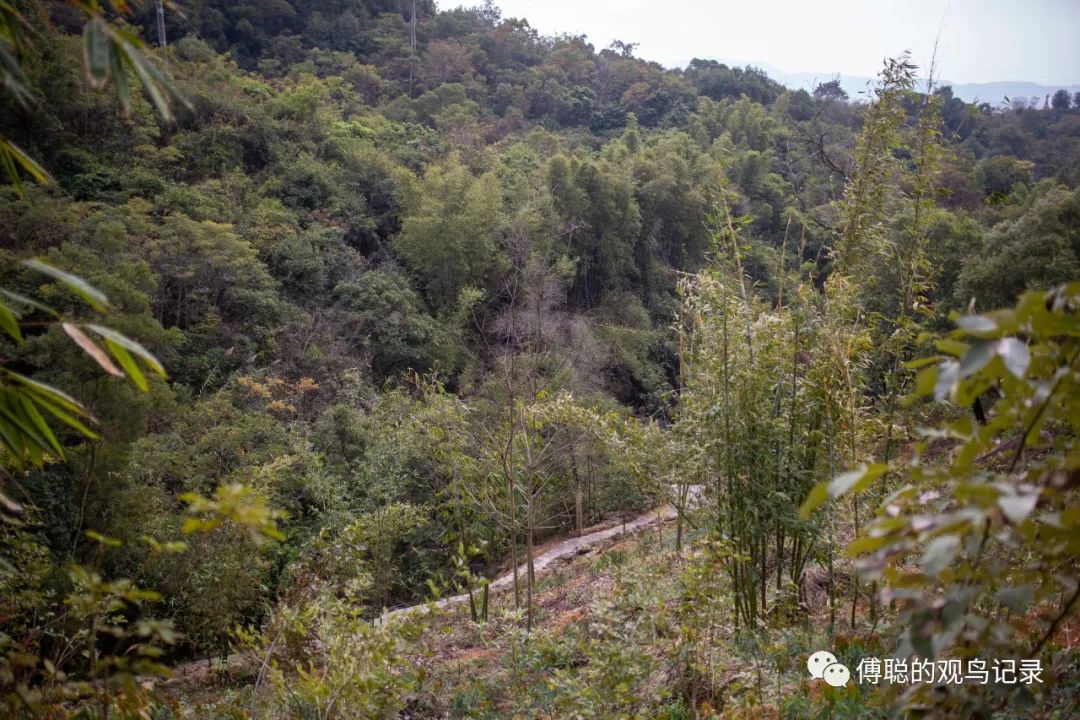 厦门天竺山森林公园旅游攻略,厦门天竺山森林公园步道