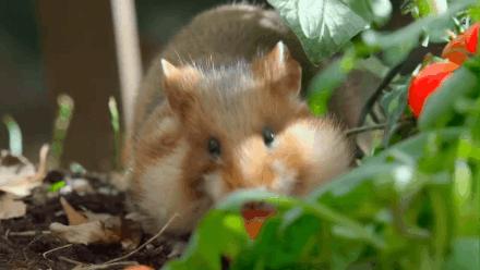 央视拍的七部神级纪录片图文书单,央视拍的七部神级纪录片素材