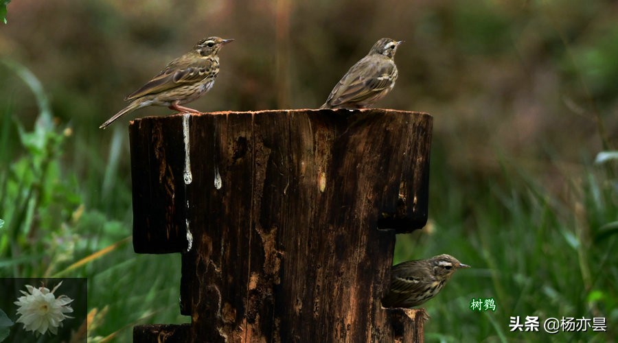 鑰佸疄鏈垎璇楀彞,鑰佸疄鏈垎