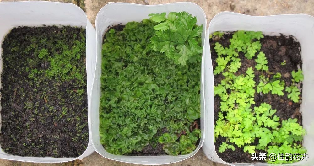 花卉绿植扦插繁殖方法视频播放,各种花卉的扦插视频教程