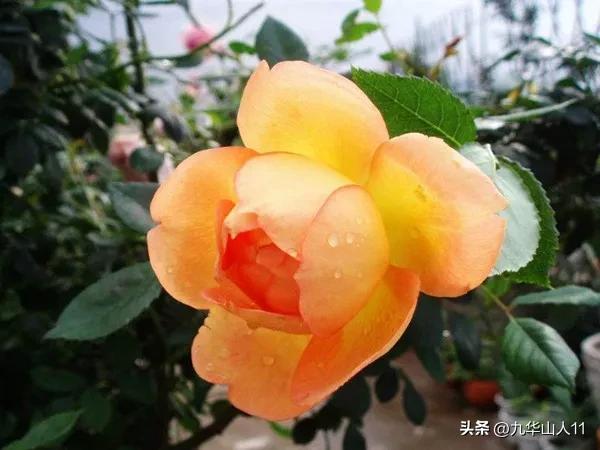 藤本月季品种列表,大红色藤本月季哪个品种好