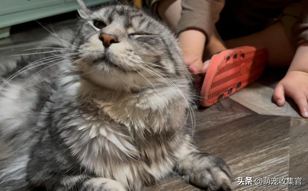 怎么样让猫咪喜欢舔你,聪明的猫咪有100种方法驯服铲屎官