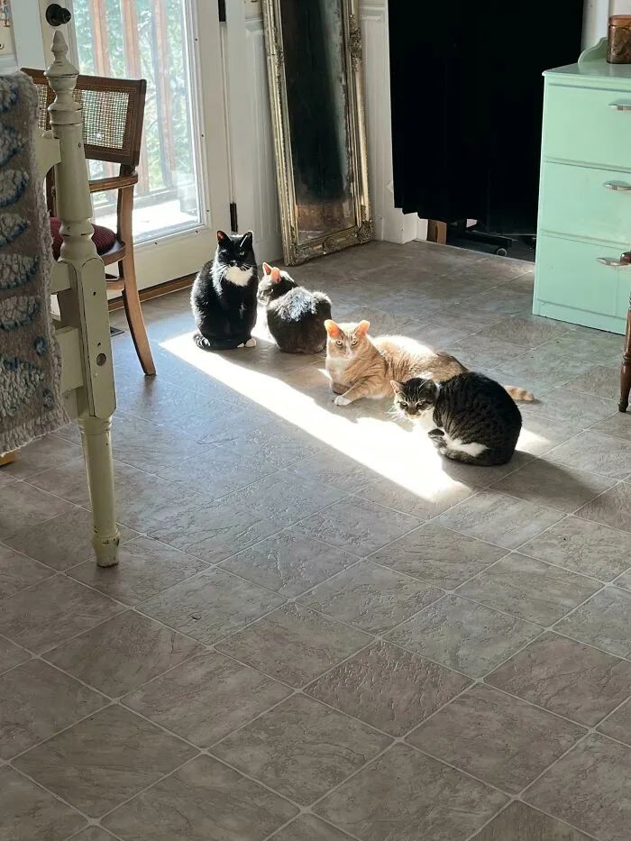 一对可爱猫咪照片,可爱小猫猫超萌照片戴头套