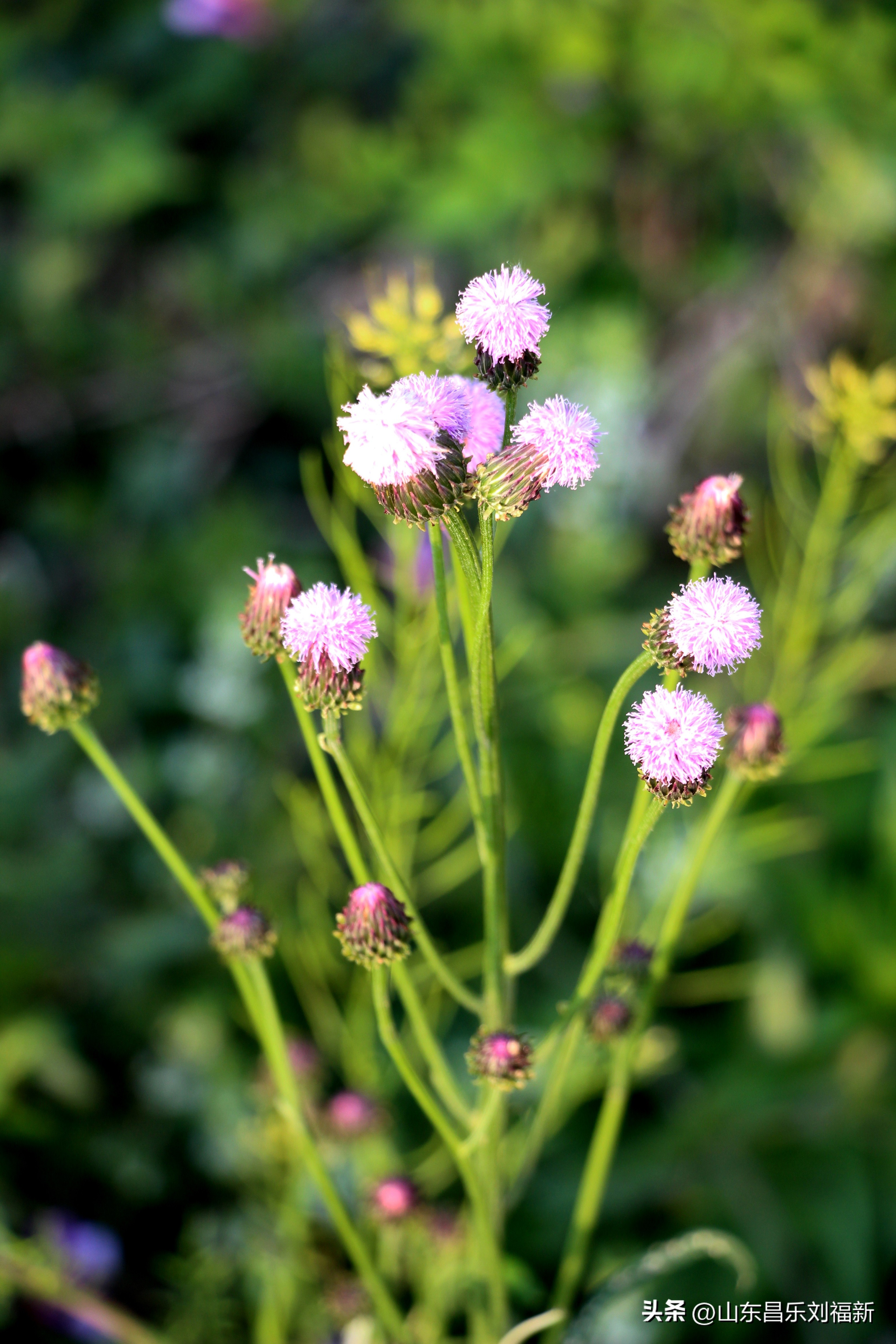 洋槐花·万马奔腾电器·鄌郚医院贴膏药