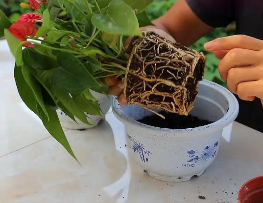 盆土返碱发白怎么洗,园艺换盆技巧