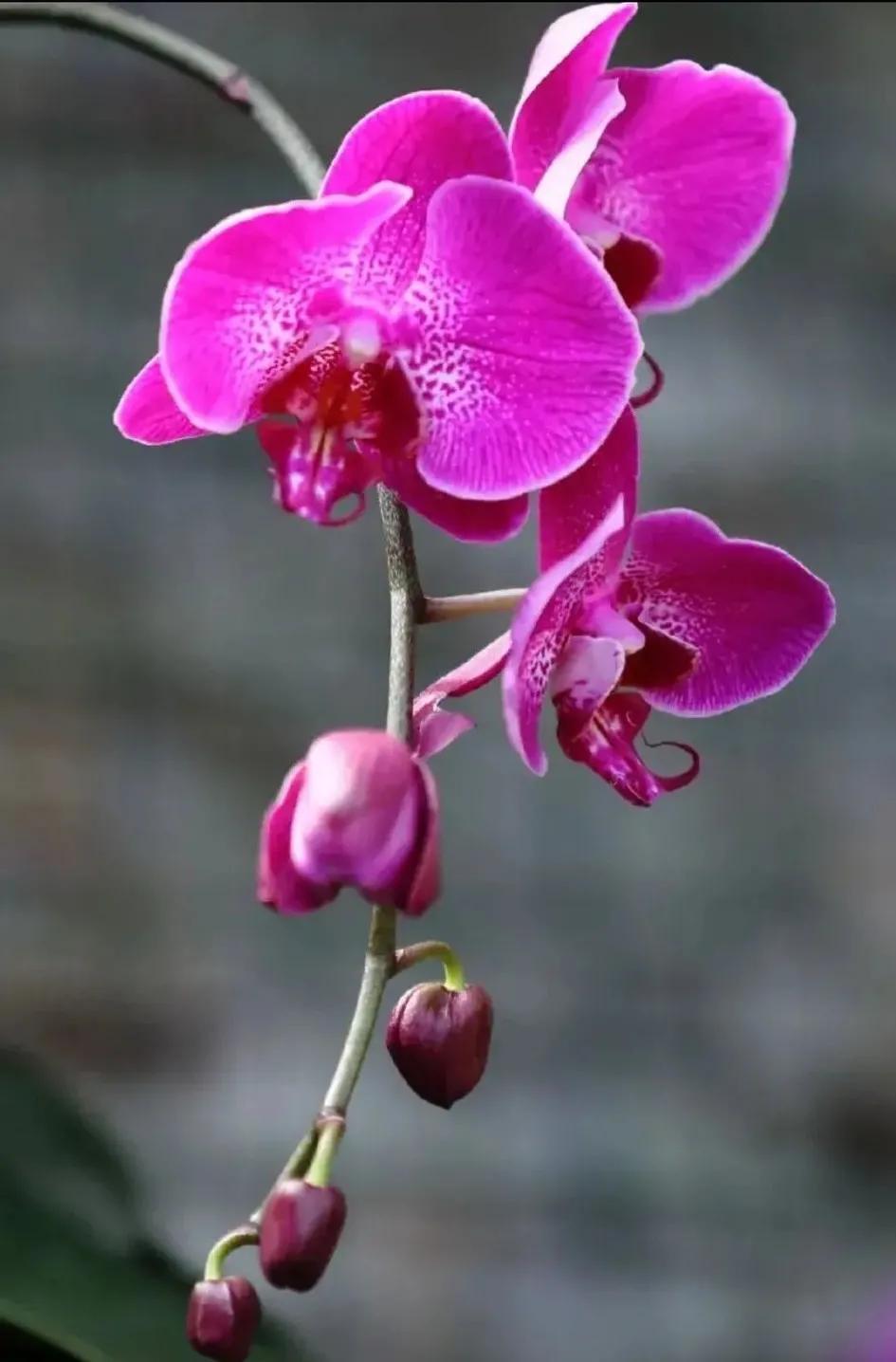 兰花的唯美图片,珍稀兰花各色大全