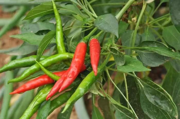 创新绵实丨聚焦新高考（三）：佳晴有新“课”，青衿自有“程”