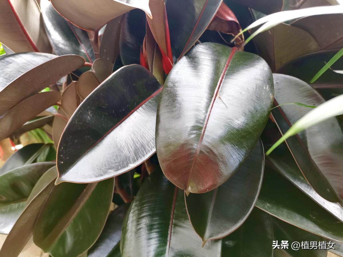 快速消除甲醛可以养哪些花,哪种花吸甲醛好养