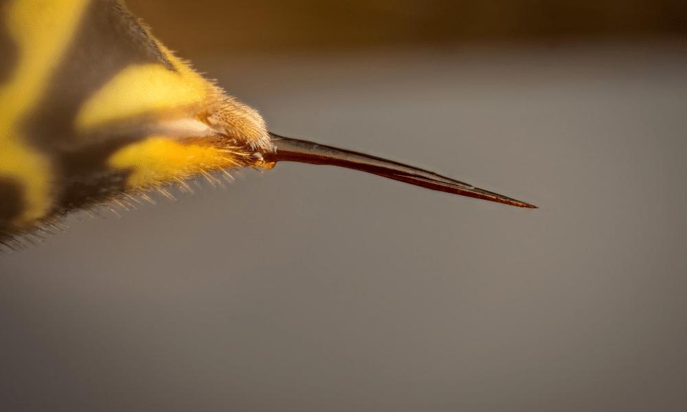 被10000只蜜蜂蛰会怎么样,如果蜜蜂蜇我们蜜蜂会死吗