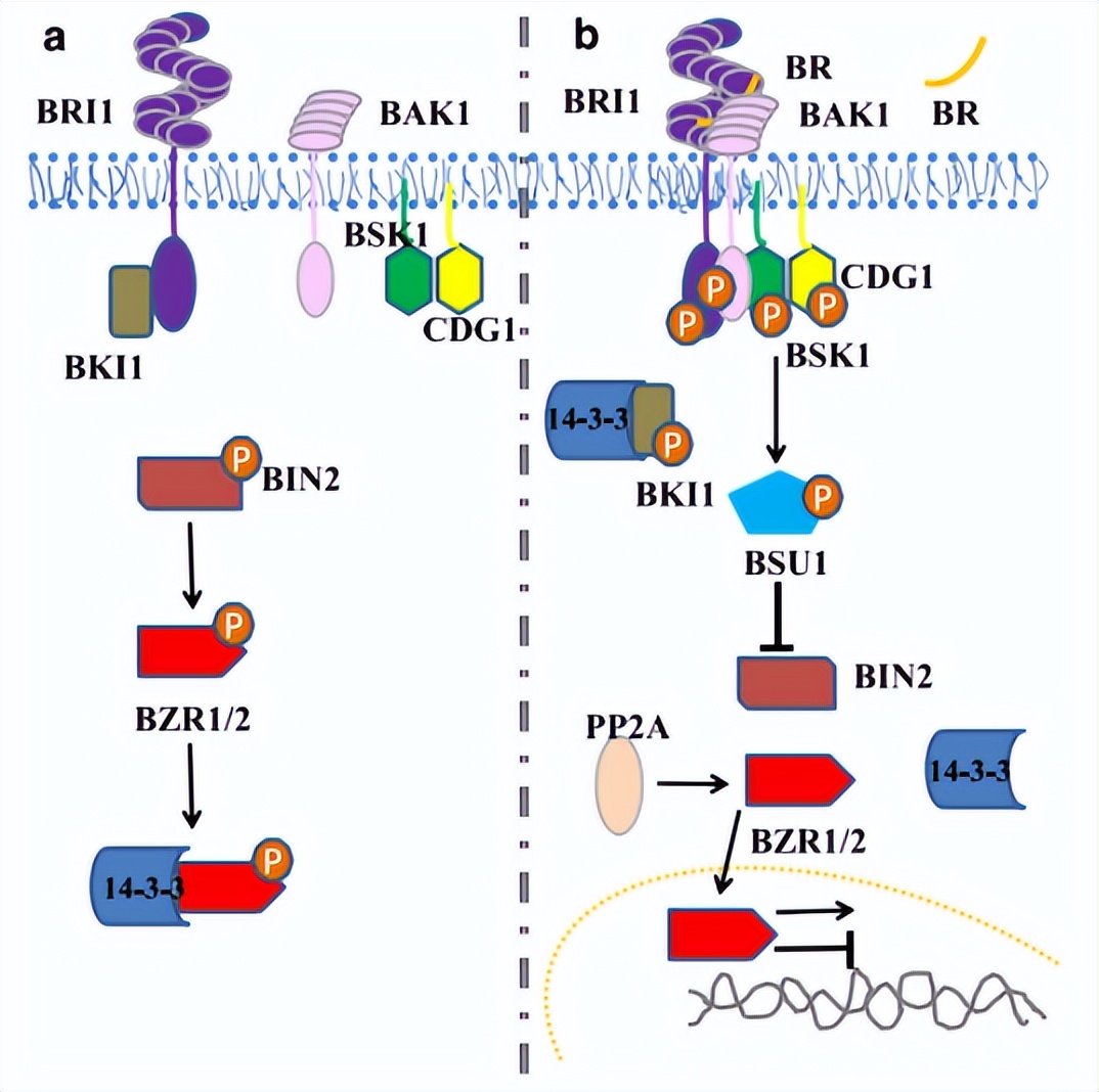 最新植物生长调节剂,植物内源生长调节剂芸苔素效果