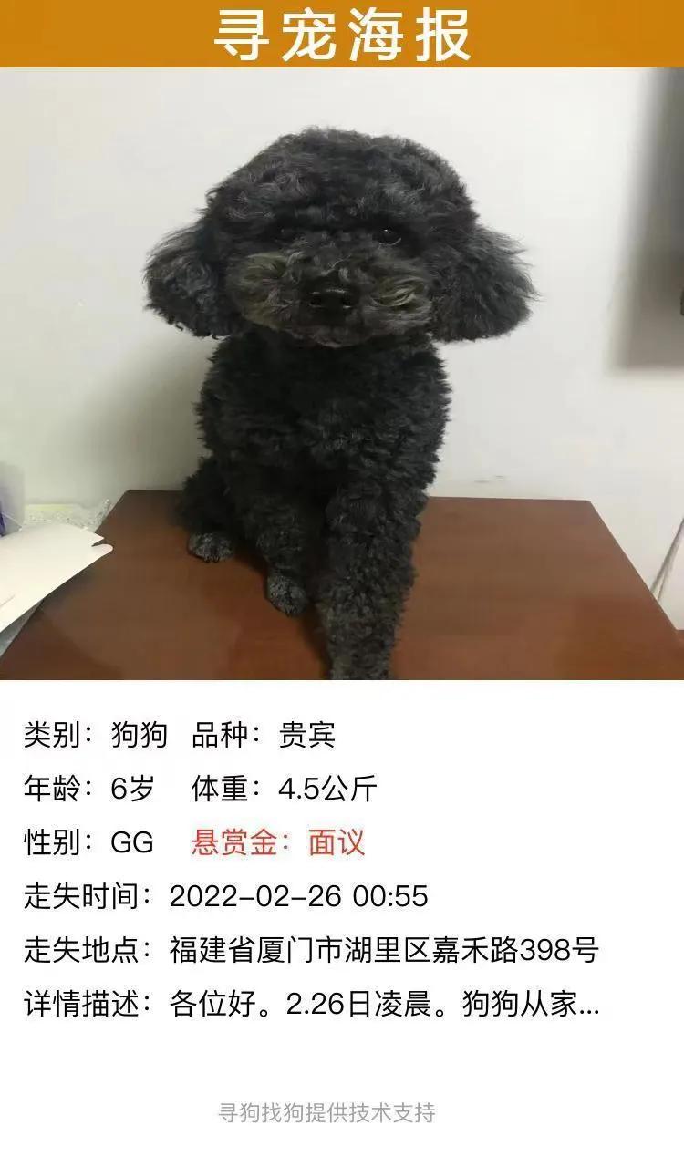 厦门捡到黑贵宾,厦门同安丢失贵宾