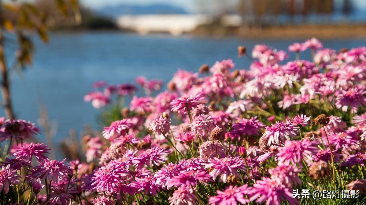 成都旅游热度全国排名,成都最佳旅游城市排名