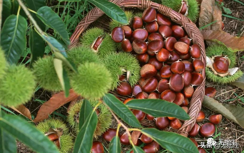 镇安特产视频大全,镇安有啥特产