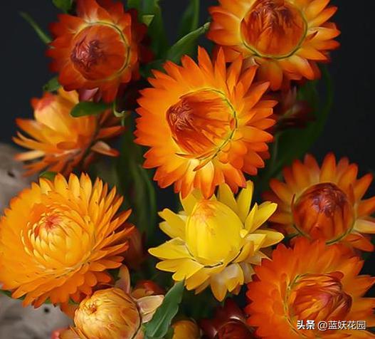 麦秆菊什么时候开花,麦秆菊永生花