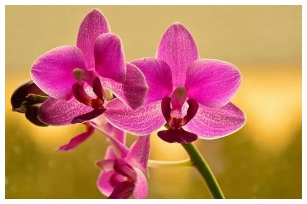 兰花素静淡雅气质高洁,高洁若仙的兰花视频