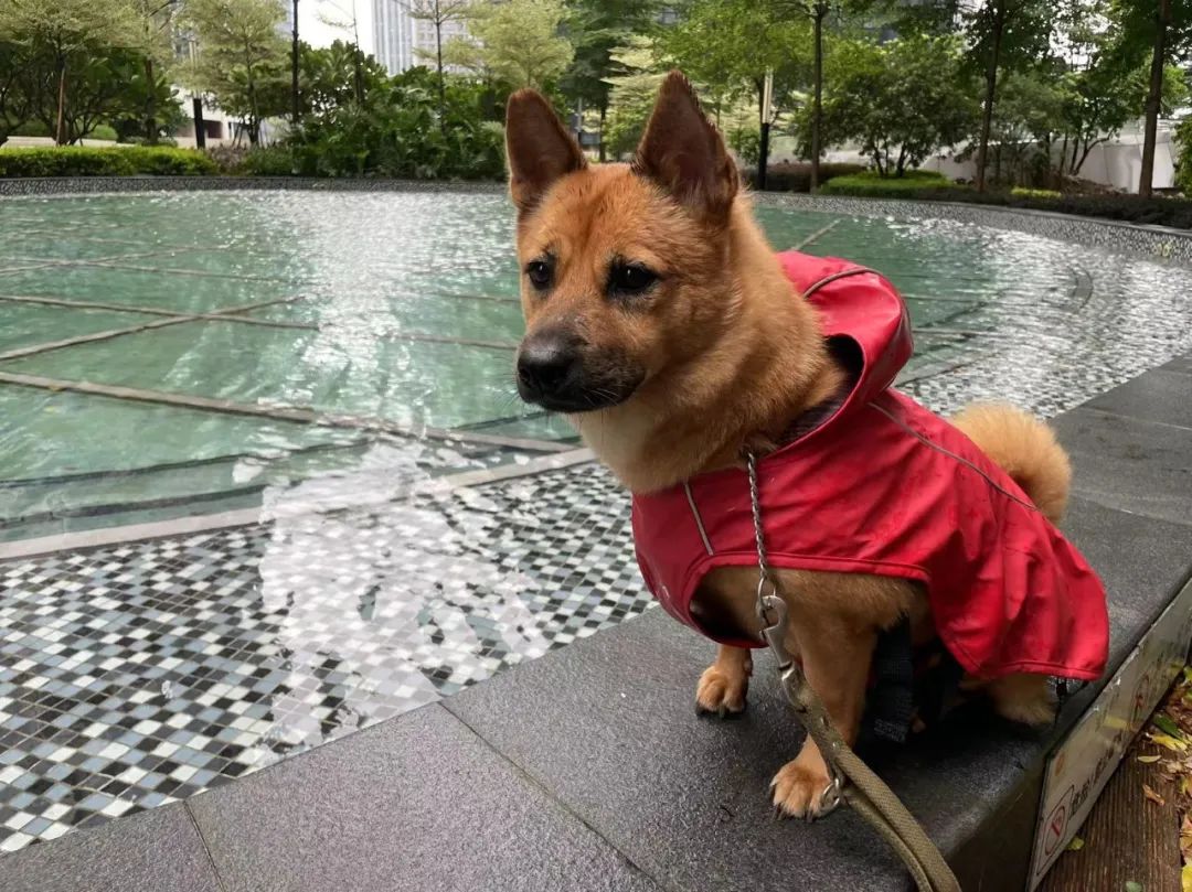 狗巴迪勇士赛程,狗巴迪勇士赛是赛级犬吗