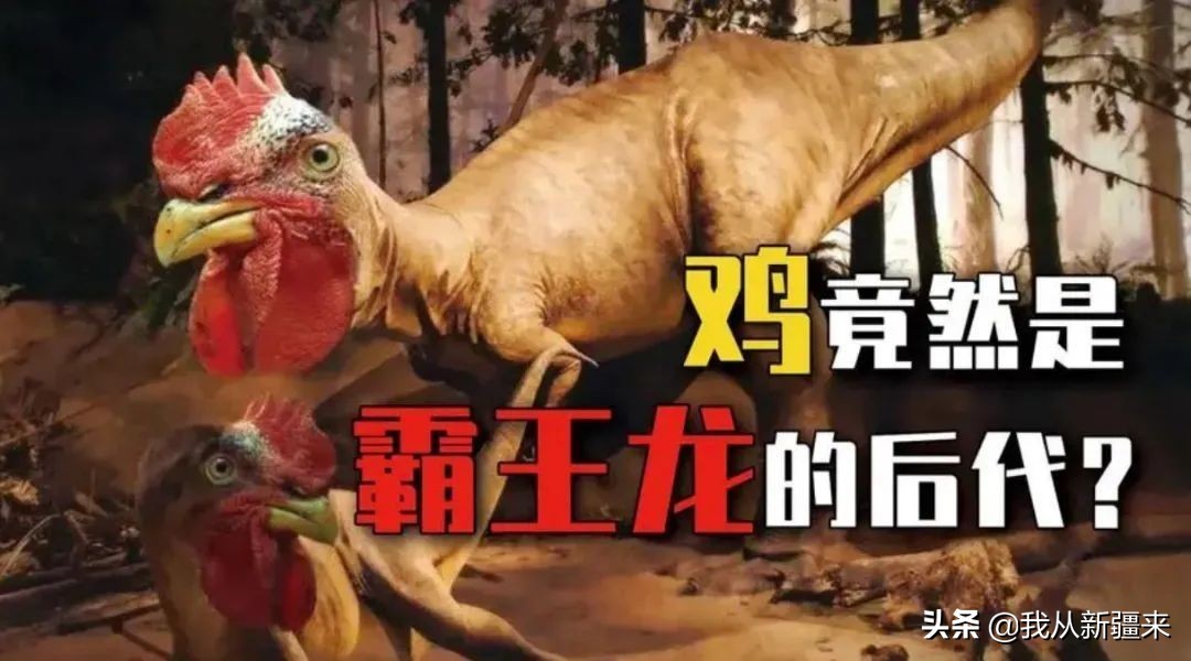 新疆哈密翼龙,天山哈密翼龙