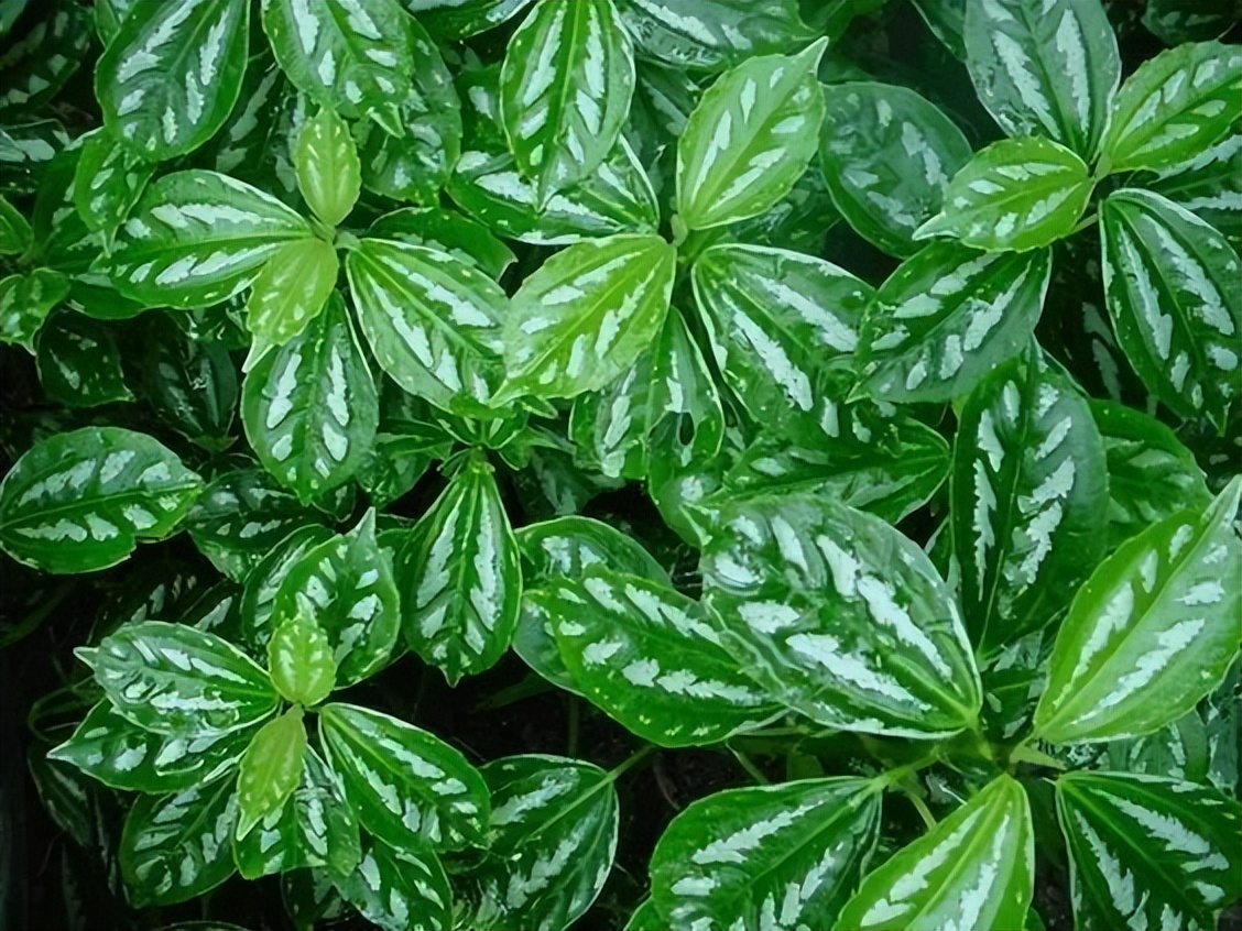 吸甲醛超强的十五种植物,新房如何种植去甲醛植物