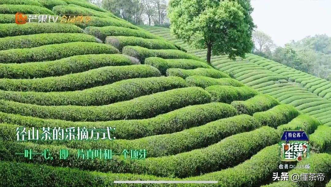 向往的生活柴米油盐,向往的生活推荐的茶