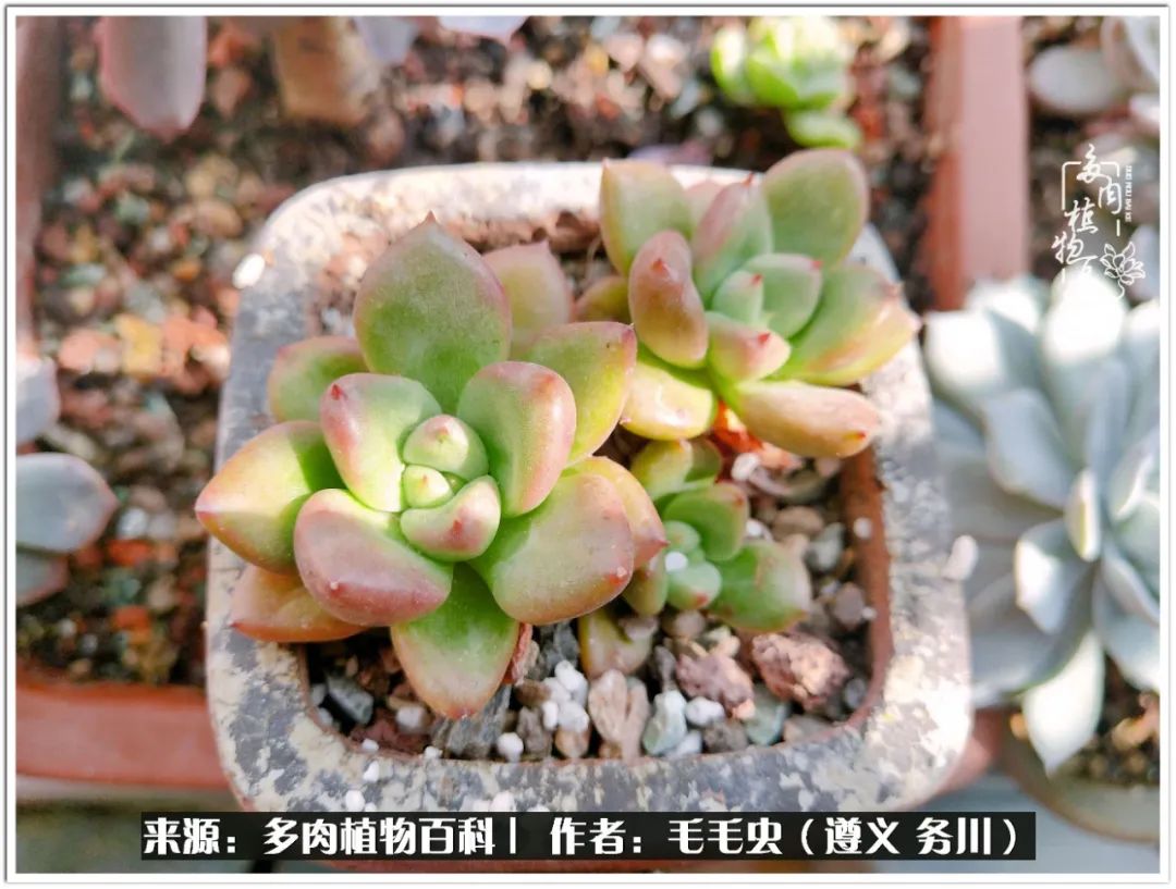 多肉可抵岁月,多肉之花语