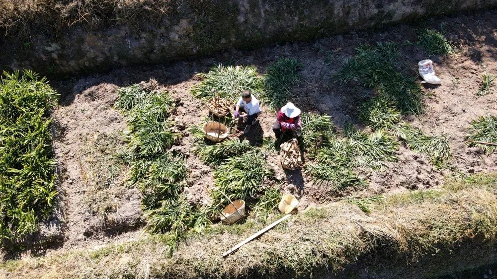 姜来可期什么意思,科技赋能姜来可期