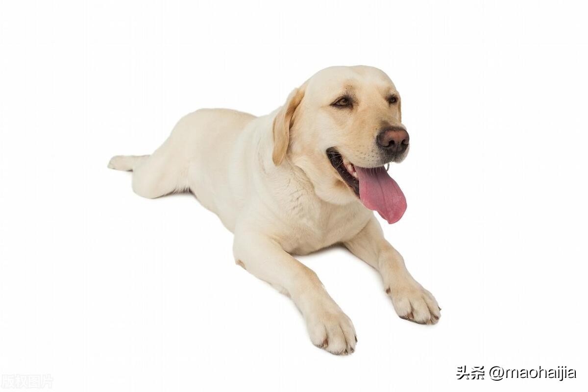 拉布拉多纯正血统幼犬,纯种拉布拉多犬幼犬出售信息大全