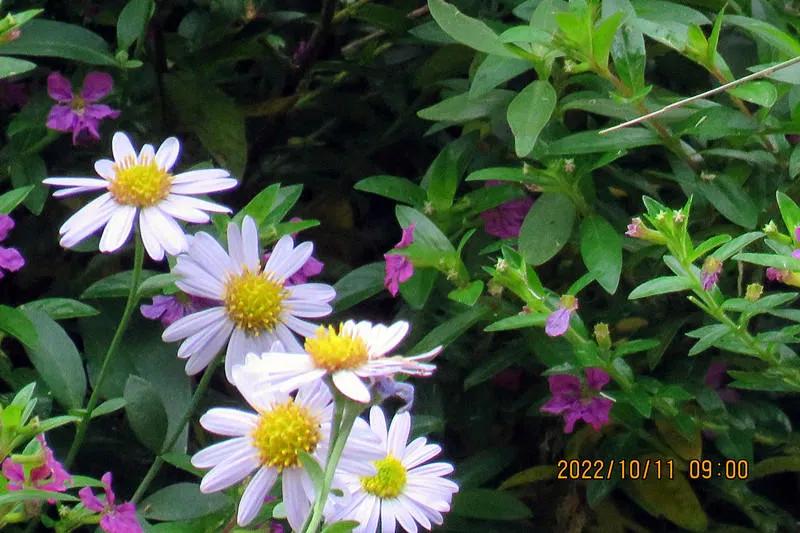 花溪小公园,美丽的花溪公园