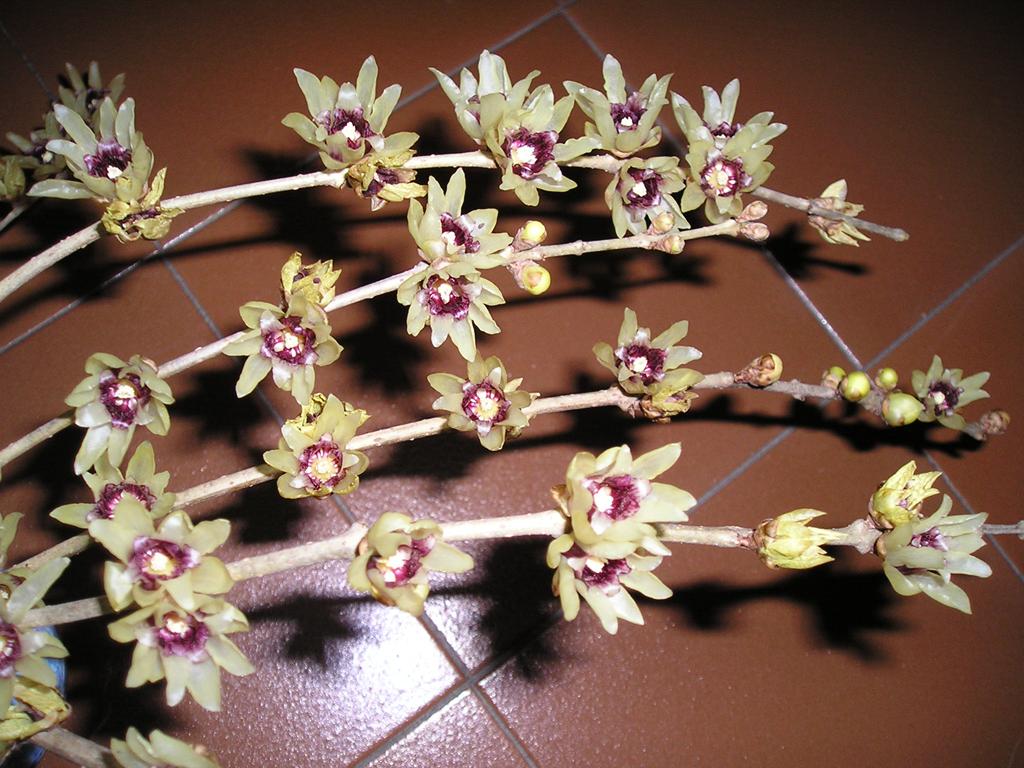 腊梅在温室和室外开花早晚一样吗,腊梅的花苞遇到正常温度就开花吗