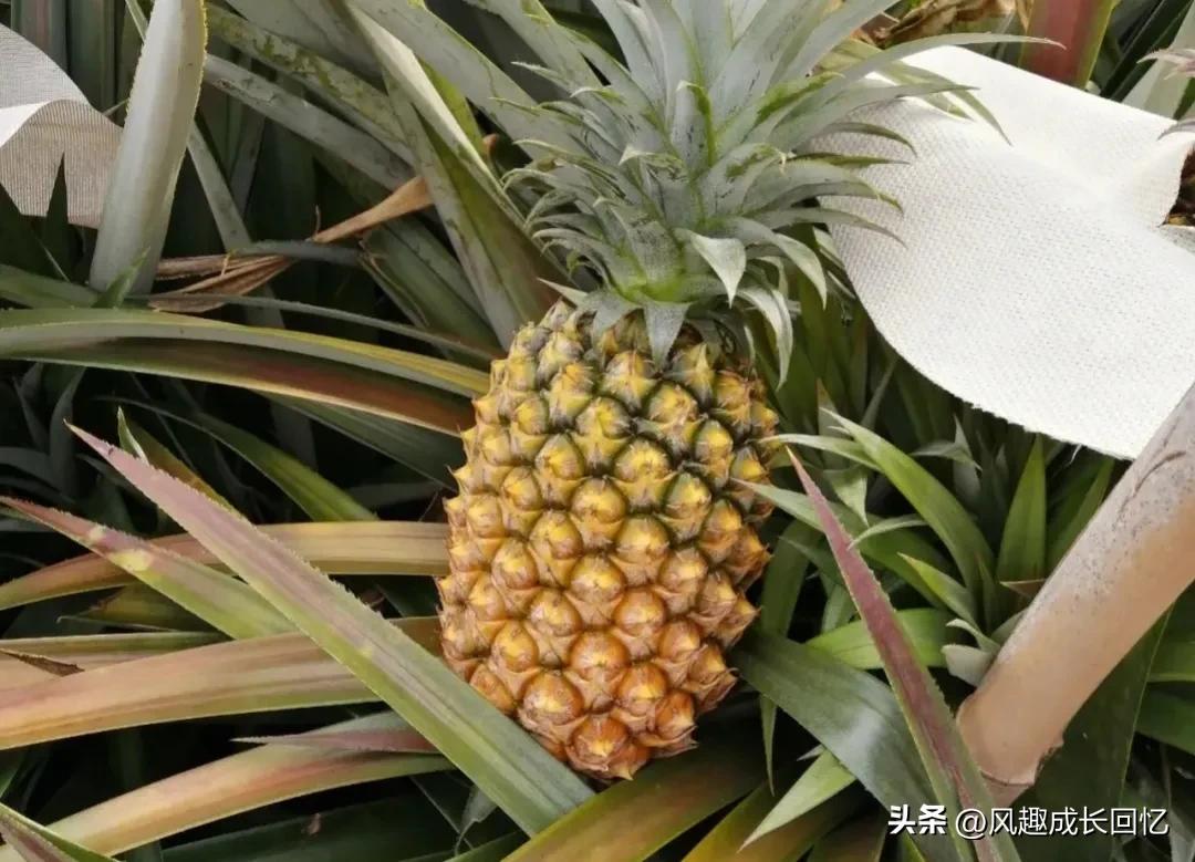 台湾早餐店老板说:没有蛋让我们怎么活