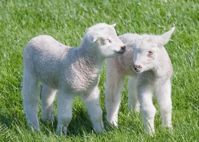 小羊羔拉稀没精神怎么办？小羊拉稀后精神状态不好怎么办？