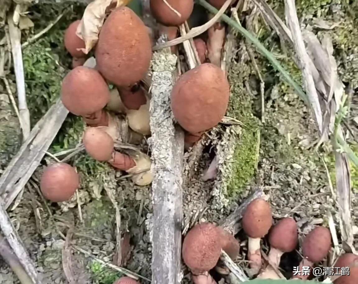 中草药回春草的价格,中草药回春草图片功效和别名