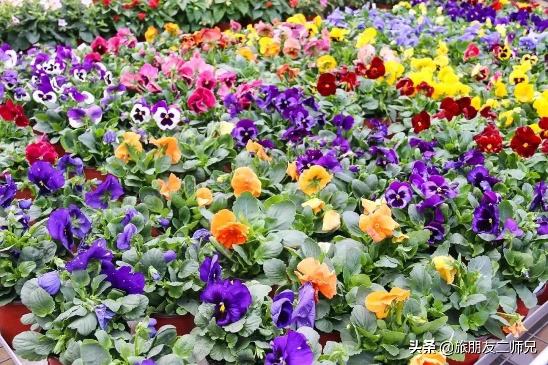 广州去佛山旅游攻略路线,广州到佛山旅游攻略一日游