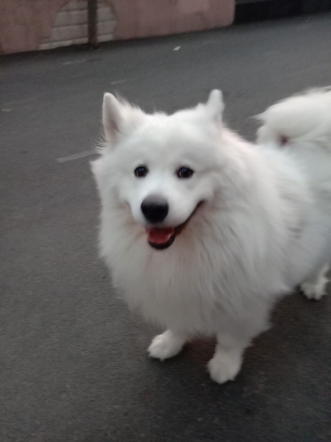 没毛狗狗的品种大全,灰色毛的狗狗品种