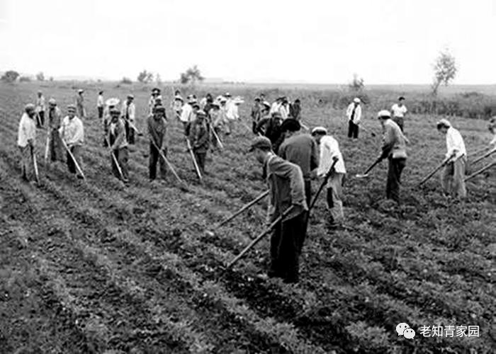 北大荒知青生活叙事诗——北大荒“游击词”100篇