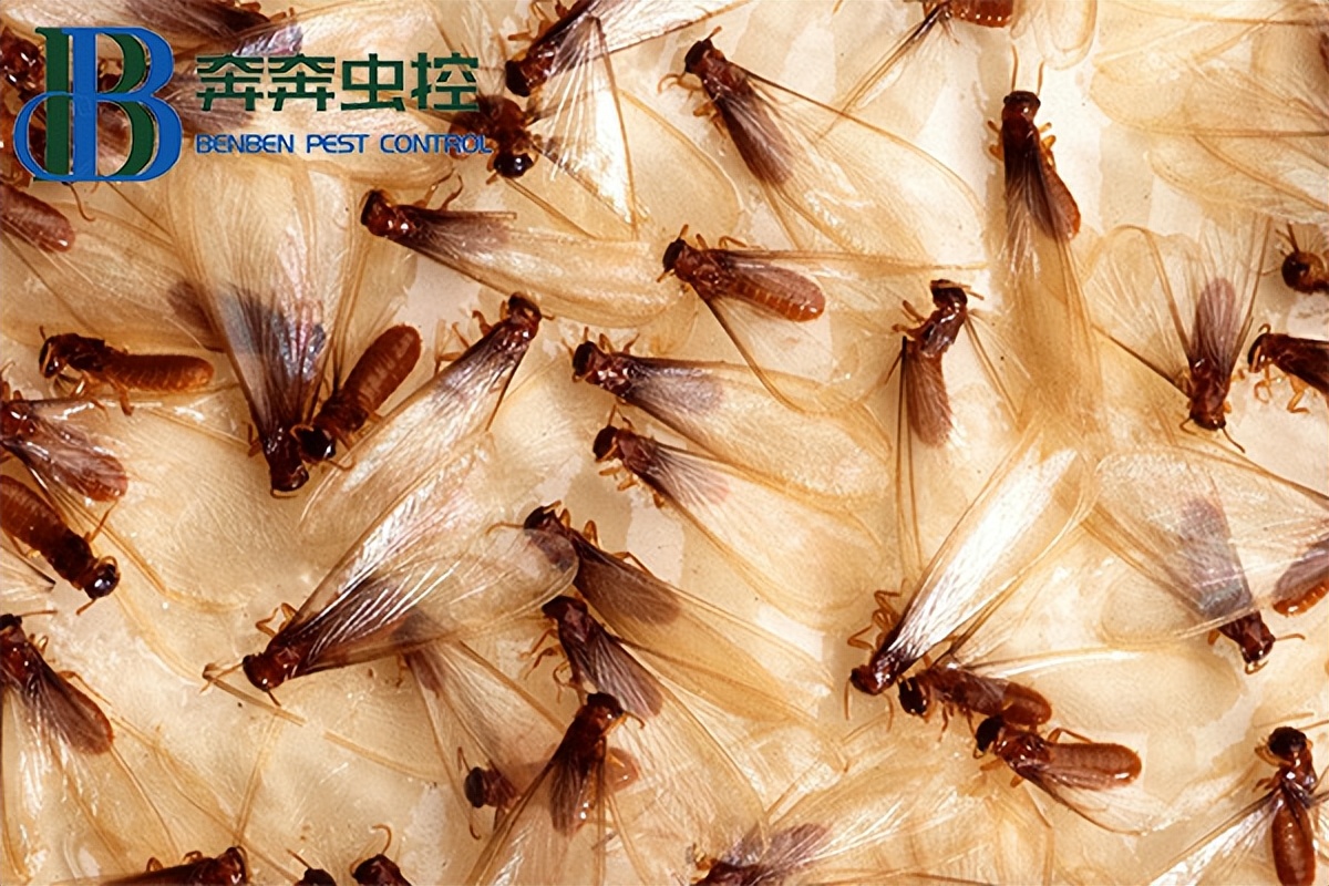 常见的两种白蚁有哪些,白蚁在哪里常见